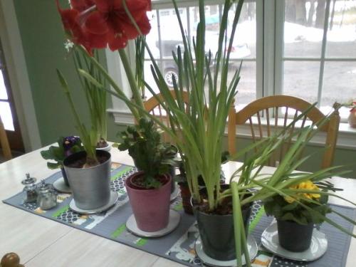 Christmas paperwhites and amaryllis. 