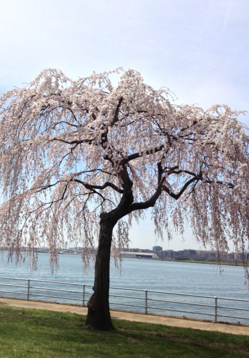 Weeping cherry tree along the Potomac River.